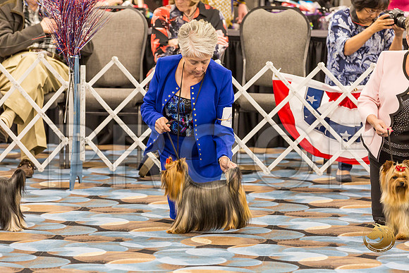 Yorkshire Terrier Thurs BBE Dog S2_JJJ_5105-OKCToy2019-HR3