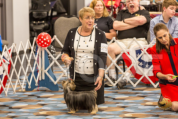 Yorkshire Terrier Thurs BBE Dog S2_JJJ_5107-OKCToy2019-HR3