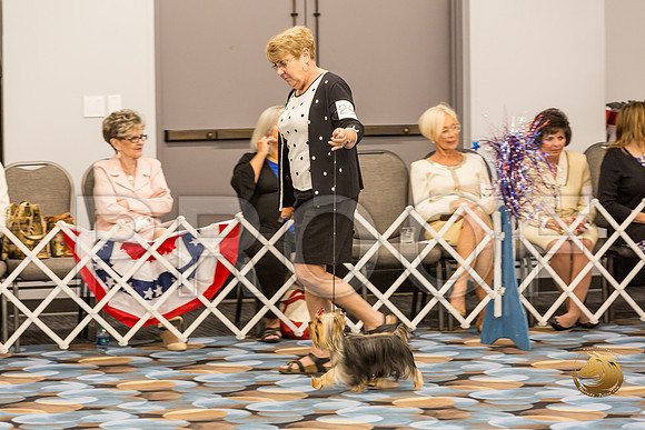 Yorkshire Terrier Thurs BBE Dog S2_JJJ_5113-OKCToy2019-HR3