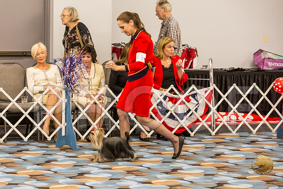 Yorkshire Terrier Thurs BBE Dog S2_JJJ_5115-OKCToy2019-HR3