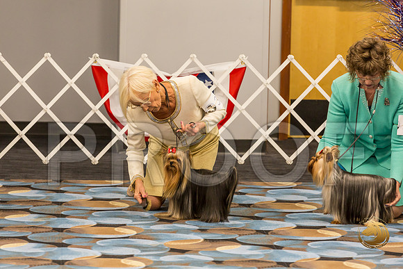 Yorkshire Terrier Thurs BOB S1_JJJ_4485-OKCToy2019-HR3
