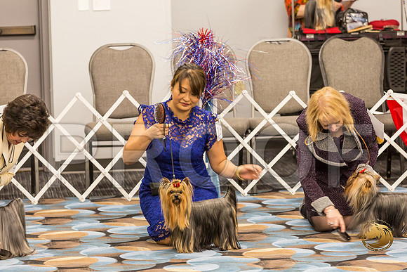 Yorkshire Terrier Thurs BOB S2_JJJ_6581-OKCToy2019-HR3