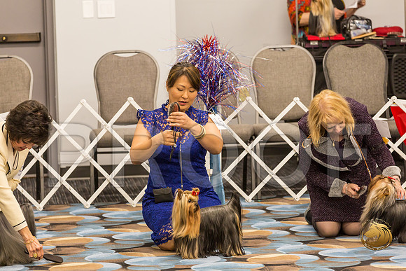 Yorkshire Terrier Thurs BOB S2_JJJ_6582-OKCToy2019-HR3