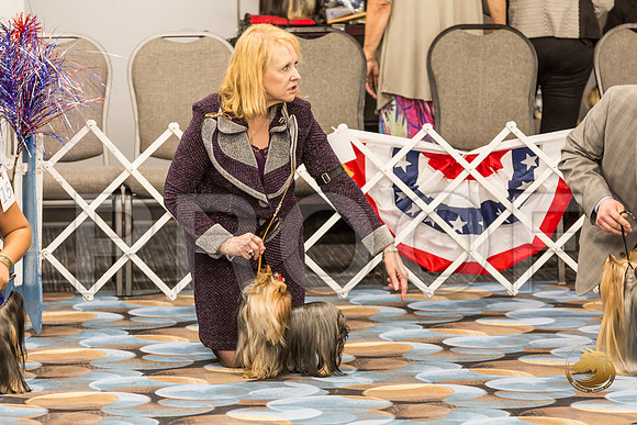 Yorkshire Terrier Thurs BOB S2_JJJ_6583-OKCToy2019-HR3