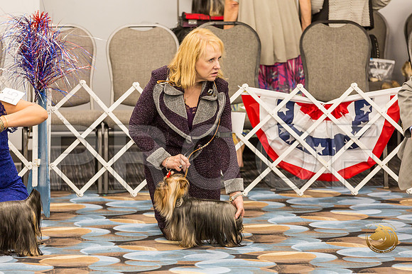 Yorkshire Terrier Thurs BOB S2_JJJ_6584-OKCToy2019-HR3
