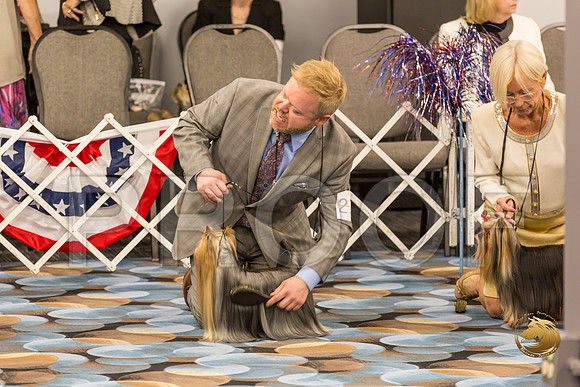 Yorkshire Terrier Thurs BOB S2_JJJ_6585-OKCToy2019-HR3