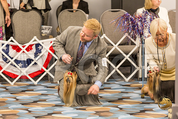Yorkshire Terrier Thurs BOB S2_JJJ_6586-OKCToy2019-HR3