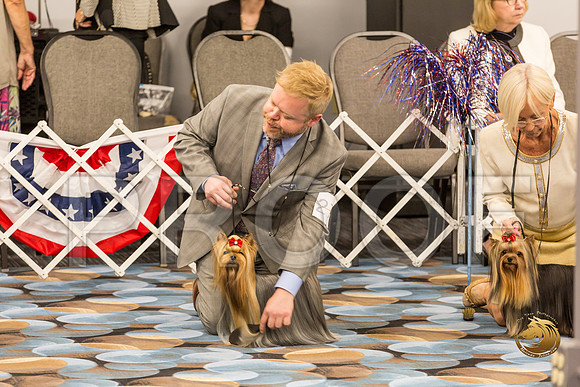 Yorkshire Terrier Thurs BOB S2_JJJ_6587-OKCToy2019-HR3