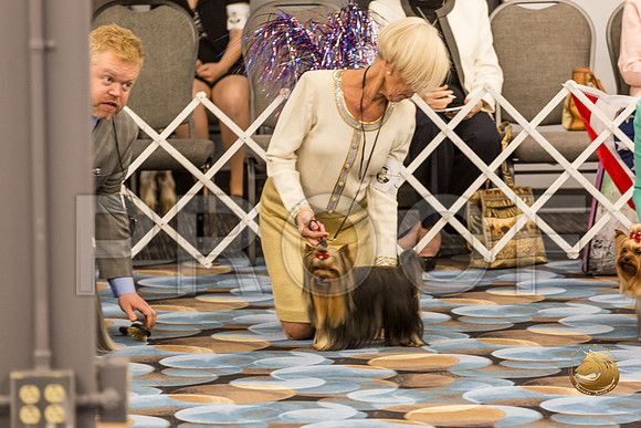Yorkshire Terrier Thurs BOB S2_JJJ_6588-OKCToy2019-HR3