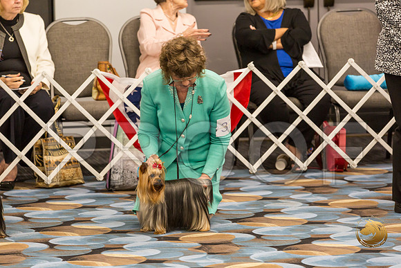 Yorkshire Terrier Thurs BOB S2_JJJ_6590-OKCToy2019-HR3