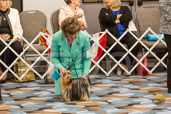 Yorkshire Terrier Thurs BOB S2_JJJ_6591-OKCToy2019-HR3