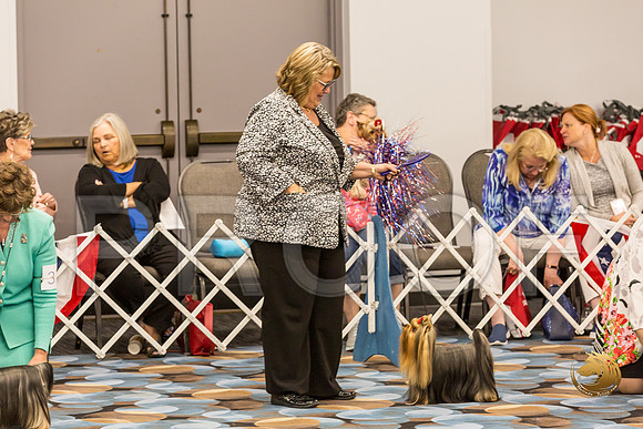 Yorkshire Terrier Thurs BOB S2_JJJ_6592-OKCToy2019-HR3