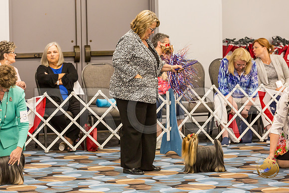 Yorkshire Terrier Thurs BOB S2_JJJ_6593-OKCToy2019-HR3