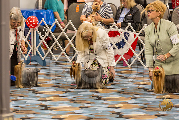Yorkshire Terrier Thurs BOB S2_JJJ_6595-OKCToy2019-HR3