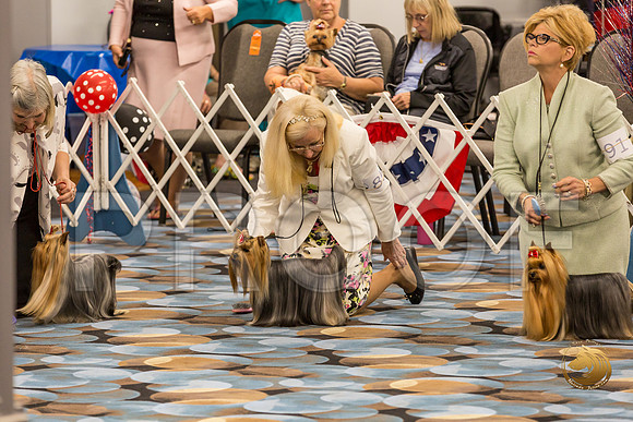 Yorkshire Terrier Thurs BOB S2_JJJ_6596-OKCToy2019-HR3