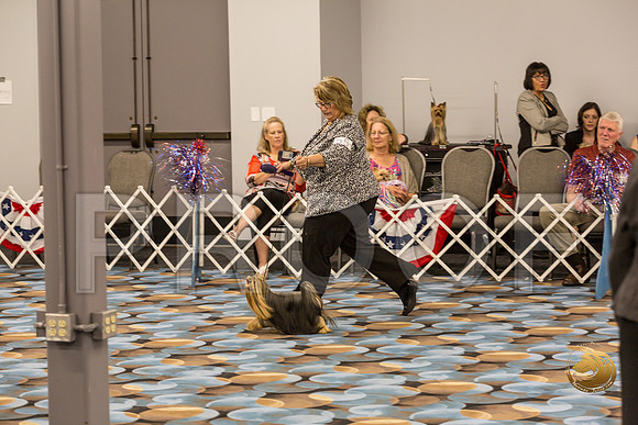 Yorkshire Terrier Thurs Best BBE S2_JJJ_7118-OKCToy2019-HR3