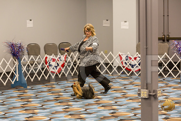 Yorkshire Terrier Thurs Best BBE S2_JJJ_7122-OKCToy2019-HR3