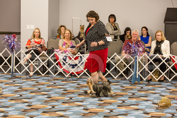 Yorkshire Terrier Thurs Best BBE S2_JJJ_7135-OKCToy2019-HR3