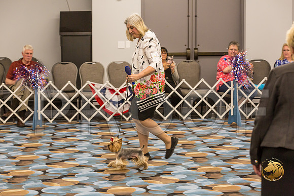 Yorkshire Terrier Thurs Best Cut Down S2_JJJ_7306-OKCToy2019-HR3