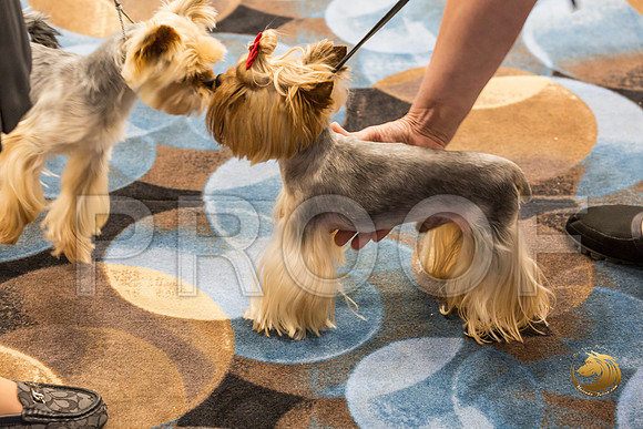 Yorkshire Terrier Thurs Best Cut Down S2_JJJ_7320-OKCToy2019-HR3
