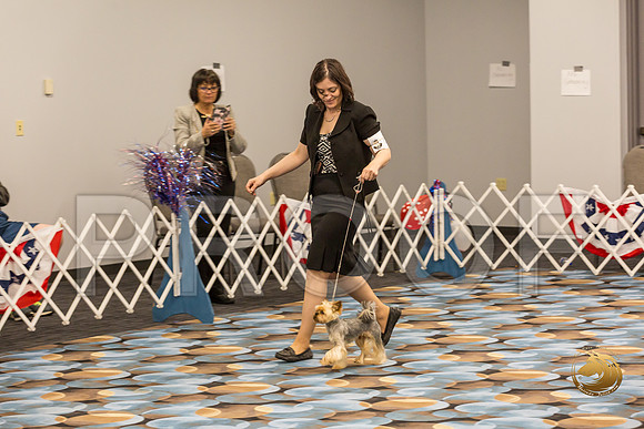 Yorkshire Terrier Thurs Cut Down 1 to 7 S2_JJJ_7188-OKCToy2019-HR3
