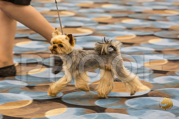Yorkshire Terrier Thurs Cut Down 1 to 7 S2_JJJ_7197-OKCToy2019-HR3