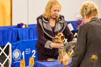 Yorkshire Terrier Thurs Cut Down 7 to 10 S2