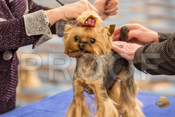 Yorkshire Terrier Thurs Cut Down 7 to 10 S2_JJJ_7251-OKCToy2019-HR3