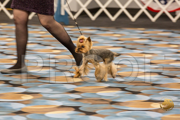 Yorkshire Terrier Thurs Cut Down 7 to 10 S2_JJJ_7254-OKCToy2019-HR3