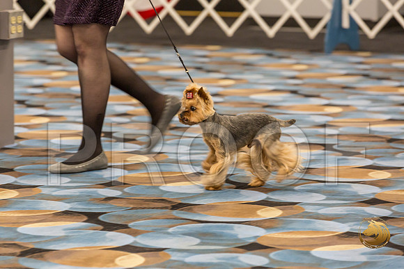 Yorkshire Terrier Thurs Cut Down 7 to 10 S2_JJJ_7257-OKCToy2019-HR3