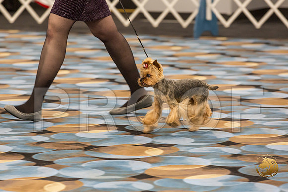 Yorkshire Terrier Thurs Cut Down 7 to 10 S2_JJJ_7256-OKCToy2019-HR3
