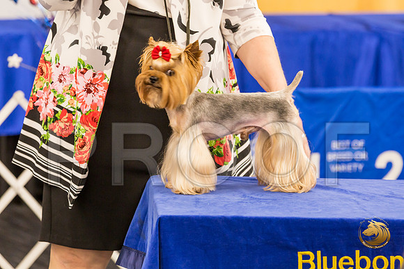 Yorkshire Terrier Thurs Cut Down 7 to 10 S2_JJJ_7267-OKCToy2019-HR3