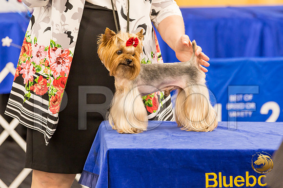 Yorkshire Terrier Thurs Cut Down 7 to 10 S2_JJJ_7268-OKCToy2019-HR3