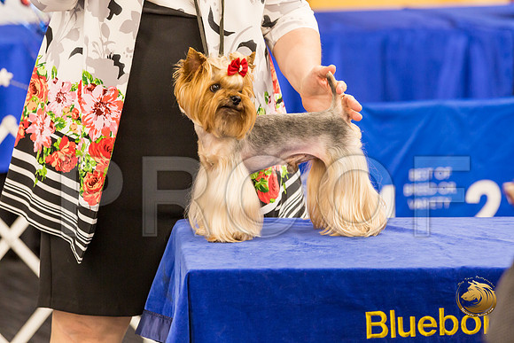 Yorkshire Terrier Thurs Cut Down 7 to 10 S2_JJJ_7270-OKCToy2019-HR3