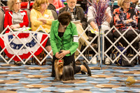 Yorkshire Terrier Thurs Open Bitch S2