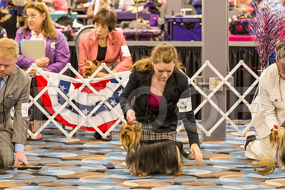 Yorkshire Terrier Thurs Open Bitch S2_JJJ_6374-OKCToy2019-HR3