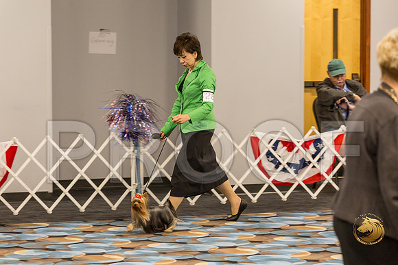 Yorkshire Terrier Thurs Open Bitch S2_JJJ_6380-OKCToy2019-HR3