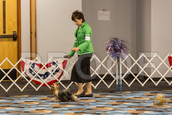 Yorkshire Terrier Thurs Open Bitch S2_JJJ_6383-OKCToy2019-HR3
