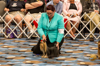 Yorkshire Terrier Thurs Opn Dog S2