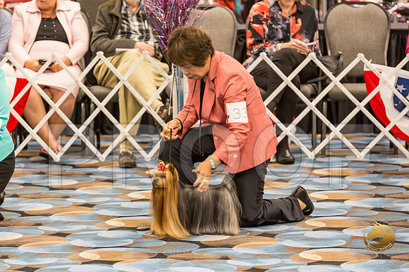 Yorkshire Terrier Thurs Opn Dog S2_JJJ_5295-OKCToy2019-HR3