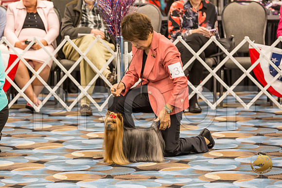 Yorkshire Terrier Thurs Opn Dog S2_JJJ_5296-OKCToy2019-HR3
