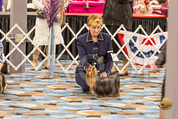 Yorkshire Terrier Thurs Opn Dog S2_JJJ_5302-OKCToy2019-HR3