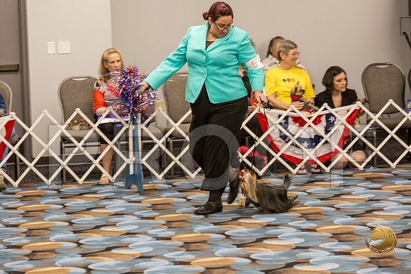Yorkshire Terrier Thurs Opn Dog S2_JJJ_5304-OKCToy2019-HR3