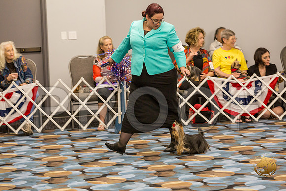Yorkshire Terrier Thurs Opn Dog S2_JJJ_5305-OKCToy2019-HR3
