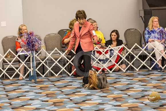 Yorkshire Terrier Thurs Opn Dog S2_JJJ_5311-OKCToy2019-HR3
