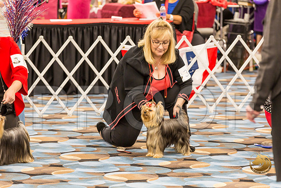 Yorkshire Terrier Thurs Winners Bitch S2_JJJ_6539-OKCToy2019-HR3