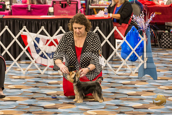 Yorkshire Terrier Thurs Winners Bitch S2_JJJ_6544-OKCToy2019-HR3