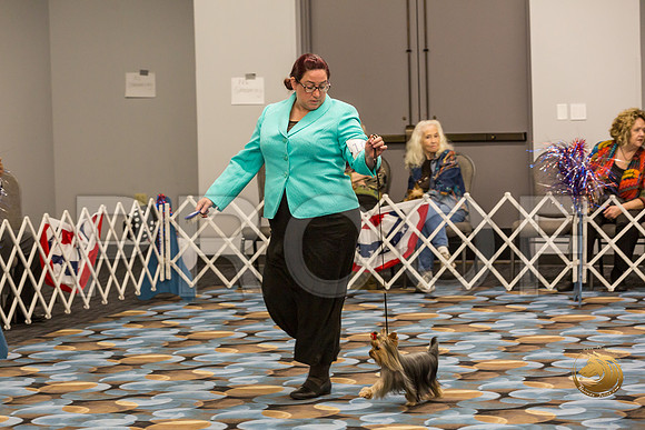 Yorkshire Terrier Thurs Winners Bitch S2_JJJ_6551-OKCToy2019-HR3