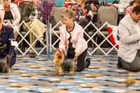 Yorkshire Terrier Thurs Winners Dog S2
