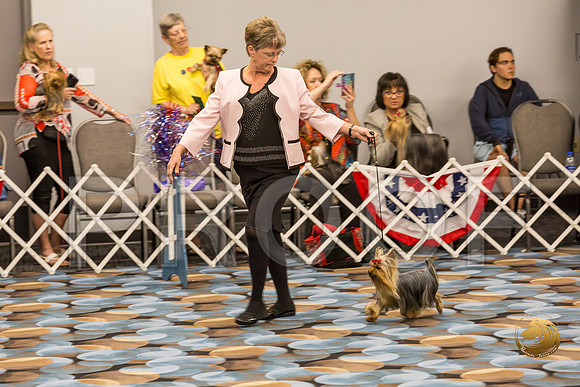 Yorkshire Terrier Thurs Winners Dog S2_JJJ_5422-OKCToy2019-HR3